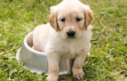Pets image